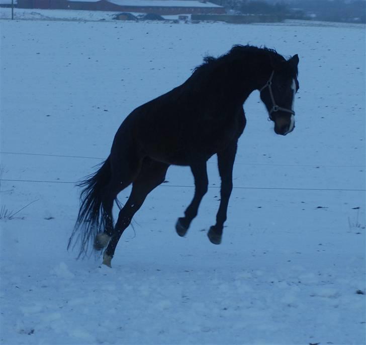 Dansk Varmblod Ny Snogdals Ataya  - Ataya har et øjeblik glemt hun er gammel:) billede 8