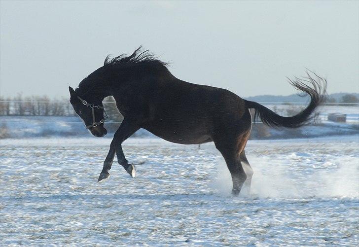 Dansk Varmblod Ny Snogdals Ataya  - Taysen 26. November 2010 billede 9