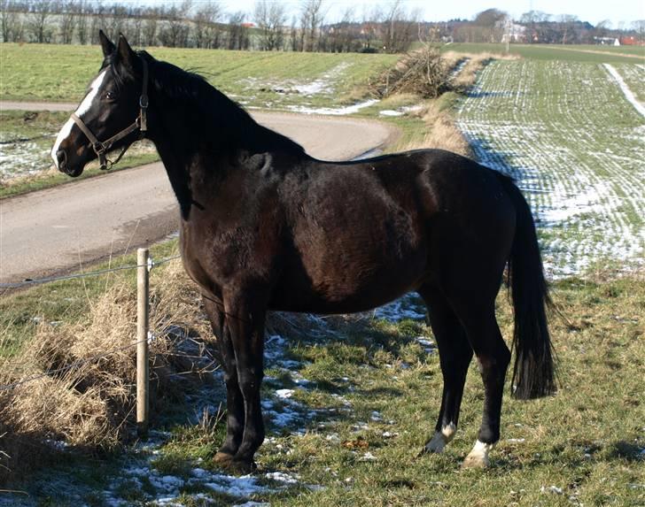 Dansk Varmblod Ny Snogdals Ataya  - Vores smukke gamle hoppe billede 10