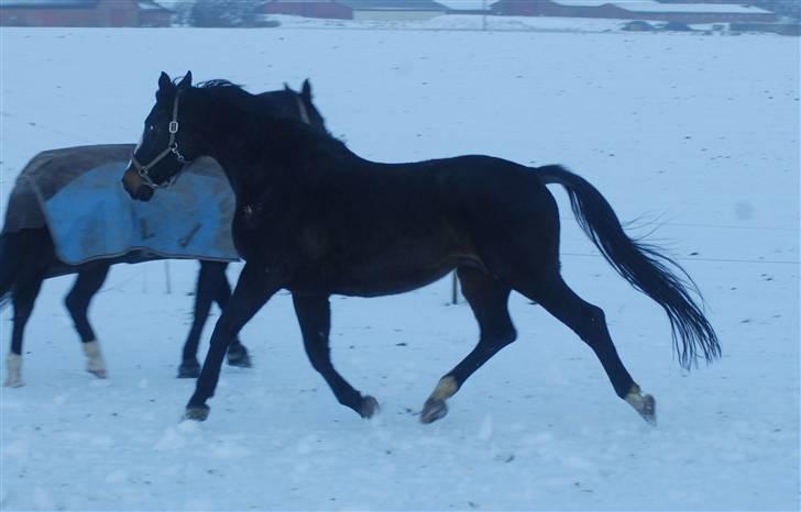 Dansk Varmblod Ny Snogdals Ataya  - Ataya i sneen dec 2009 billede 11