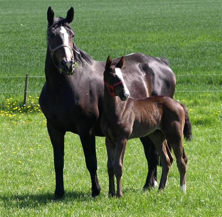 Dansk Varmblod Ny Snogdals Ataya  - Ataya og Armani nyder vejret, 10. Maj billede 12