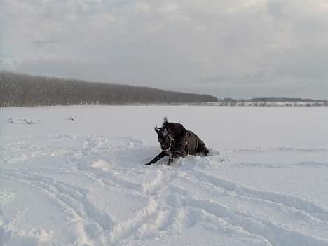 Traver Raket Roy  - Raket sidder i sneen.. billede 11