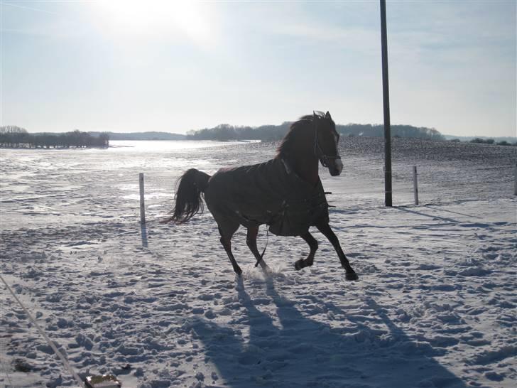 Tysk Sportspony Orleon( B-pony)<3Solgt:'( - Egern er vild i sneen :D:D<3 billede 13
