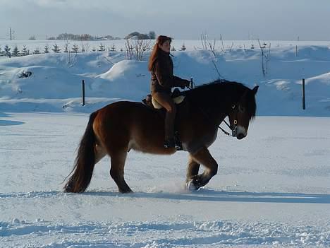 Nordsvensk Skovhest Herkules (Solgt) billede 2