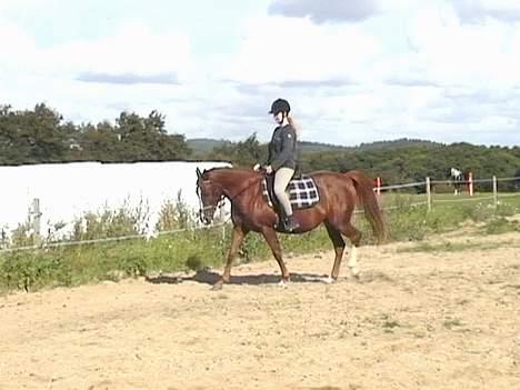 DSP ahorns=Tai Kimiko billede 16