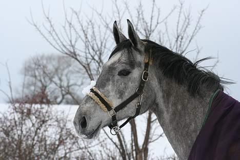 Holstener Coronadi II M billede 4