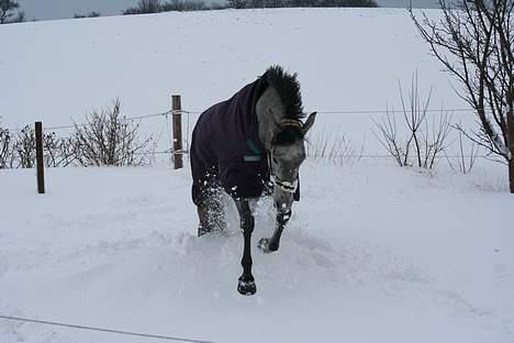 Holstener Coronadi II M billede 7