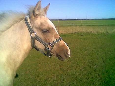 Anden særlig race golden hero SOLGT :'( <3  - lille hero på mark billede 5