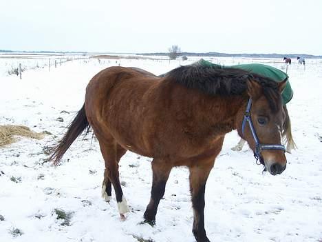 New Forest Lajka R.I.P - *Nyt*31-12-05 Kommer Moar billede 12