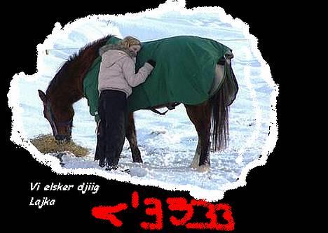 New Forest Lajka R.I.P - Har selv lavet det billede 13
