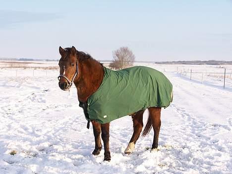 New Forest Lajka R.I.P - *Nyyt*30-12-05 Nu er min tunge inde igen billede 15