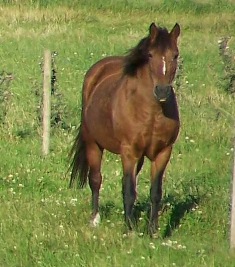 New Forest Lajka R.I.P - Kigger ? billede 16