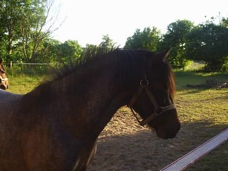 Anden særlig race Balou billede 1