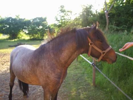 Anden særlig race Balou billede 2