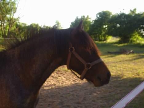 Anden særlig race Balou billede 3