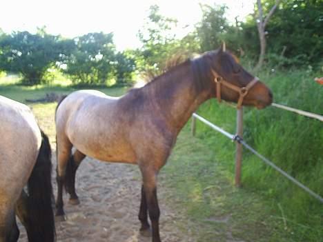 Anden særlig race Balou billede 4