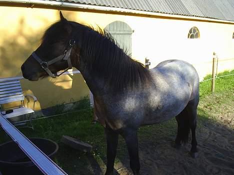 Anden særlig race Balou billede 5