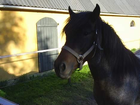Anden særlig race Balou billede 6