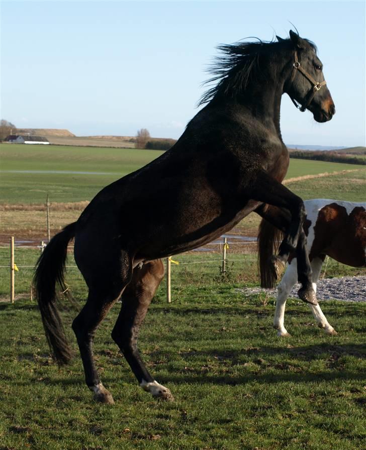 Dansk Varmblod Ny Snogdals Ataya  - Ataya leger vild.. billede 13
