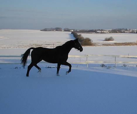 Dansk Varmblod Ny Snogdals Ataya  - Den dejlige Ataya i sneen billede 14