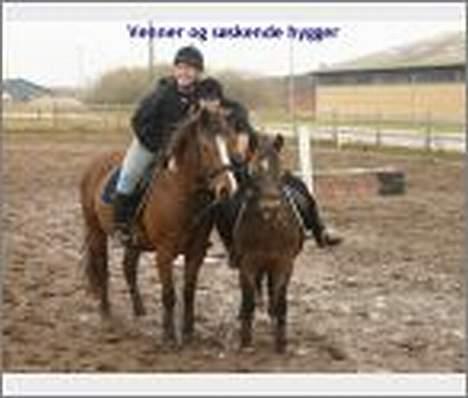 DSP Caliope *SOLGT* - søskende parret Caliope(den lille) Rubin(den store) de har sammen mor. billede 3