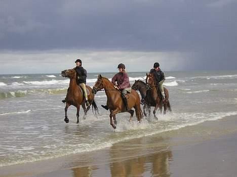 DSP Caliope *SOLGT* - Her er mig og Caliope på stranden, vi er lidt svære at se, du har måske set billedet i et blad før måske også fordi det er reklame billede for den efterskole jeg gik på i året 04/05 på Aalestrup naturefterskole billede 4