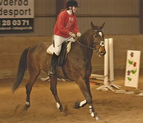 Hannoveraner Aktiv Igen (DØD) - Til sløjfestævne på FHSR 50 cm.. billede 11