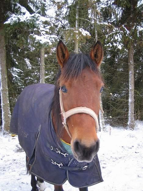 Anden særlig race Musty - sne billede ;D billede 13