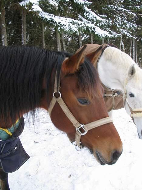 Anden særlig race Musty - total´ flot billede ;D billede 14