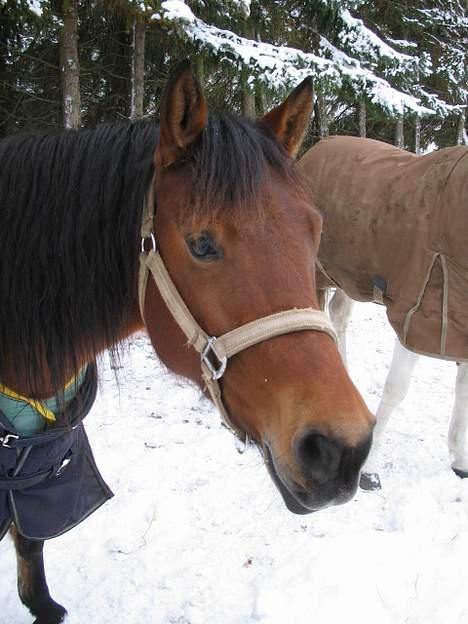 Anden særlig race Musty - den smukke ! billede 16