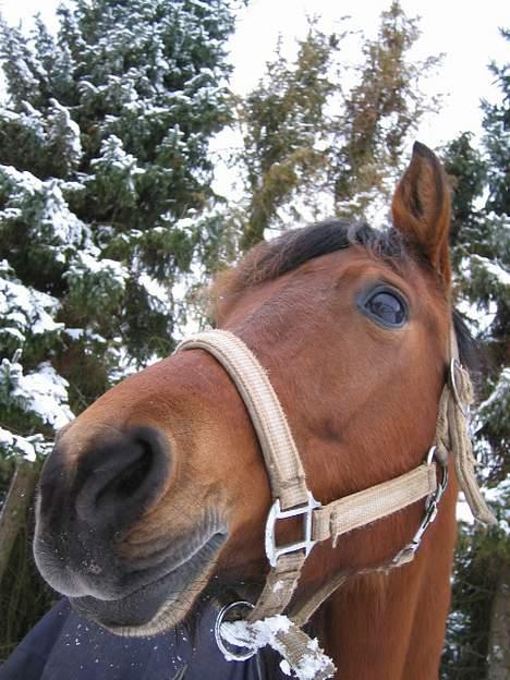 Anden særlig race Musty - flooot ! billede 17