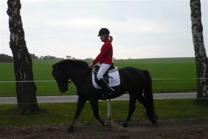 Anden særlig race Stella <'3 * solgt *  - NYT: Stella og jeg d. 11. oktober 2008 <33 billede 16