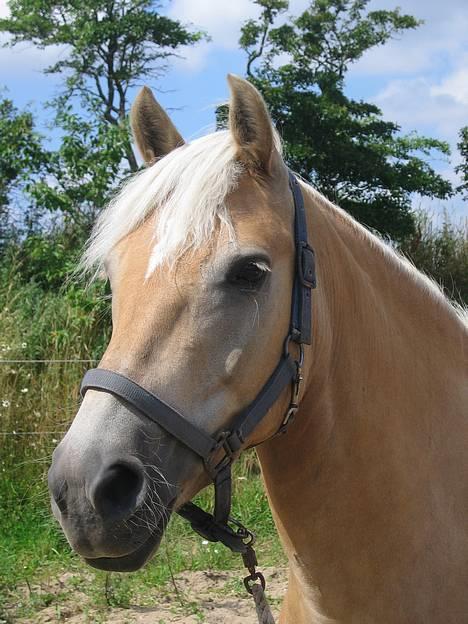 Tyroler Haflinger Raika billede 1