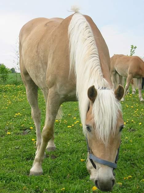Tyroler Haflinger Raika - Raika på folden med dejligt sommer græs. billede 2