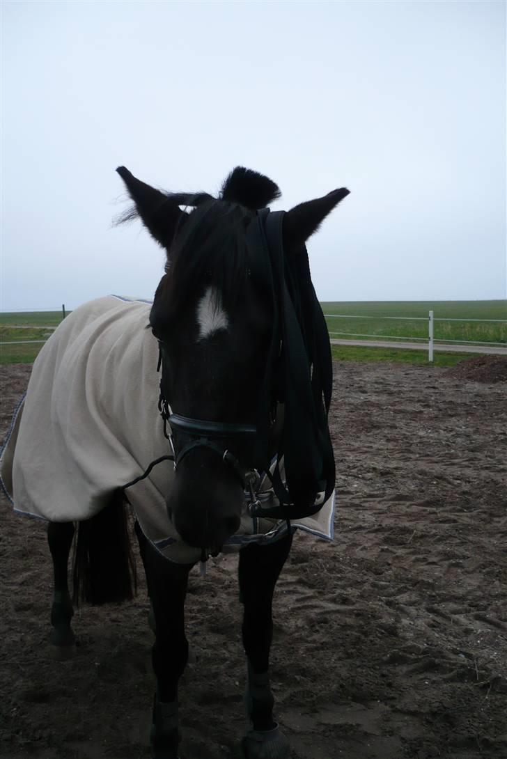 Anden særlig race Stella <'3 * solgt *  - Stella skulle longeres, men skulle lige "holde sig selv".. (o: <3 billede 17