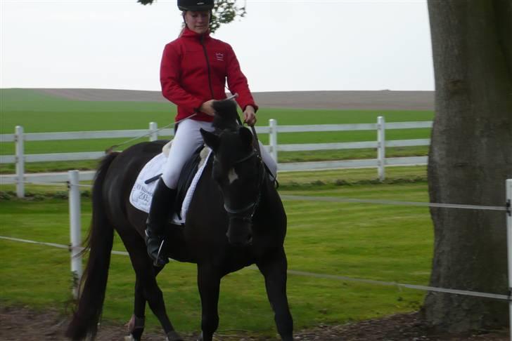 Anden særlig race Stella <'3 * solgt *  - NYT: Min monsterbabe. <33 11. oktober 2008. billede 18