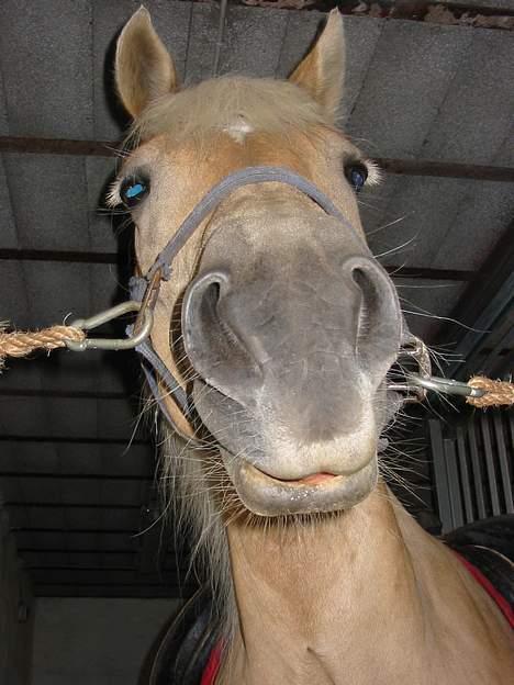 Tyroler Haflinger Raika - Sikke en grimasse. billede 3
