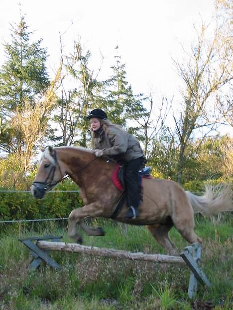 Tyroler Haflinger Raika - Raika kan springe ... hvis hun vil. billede 4