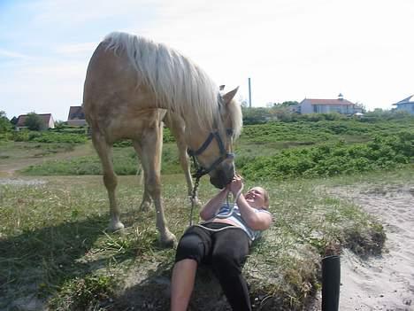 Tyroler Haflinger Raika - Har du noget i lommen?? billede 6