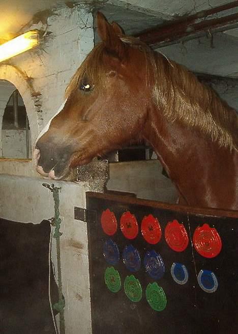 Anden særlig race Østergårdens Easy SOLGT - Sisse inde i sin boks billede 17