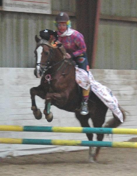 Anden særlig race Østergårdens Easy SOLGT - fastelavnsspring billede 18