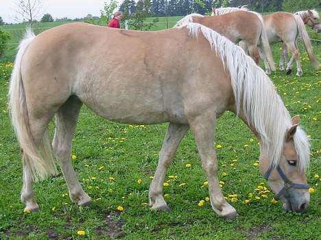 Tyroler Haflinger Raika - Raika på fold. billede 7