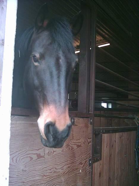 Anden særlig race Prinz SOLGT billede 18