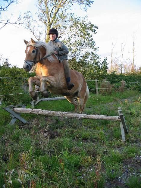 Tyroler Haflinger Tinni - Tinni er en super springer. billede 2