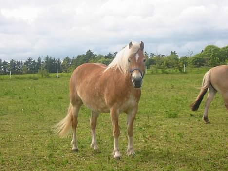 Tyroler Haflinger Tinni - Tinni på folden. billede 3