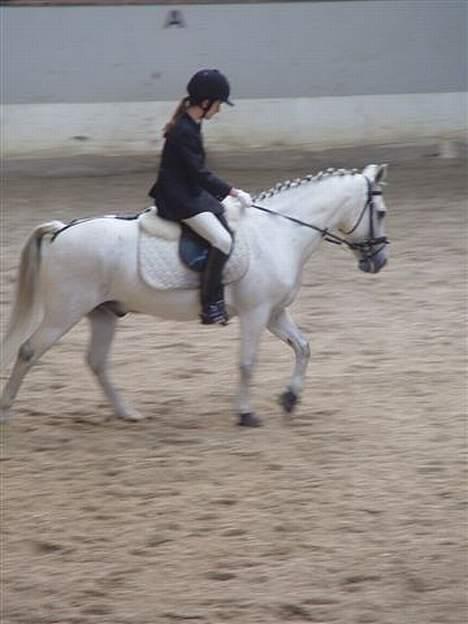 Connemara Jolly Jumper *SOLGT* - skulle drive ham frem med sædet, og så blev det et kikset billede billede 8