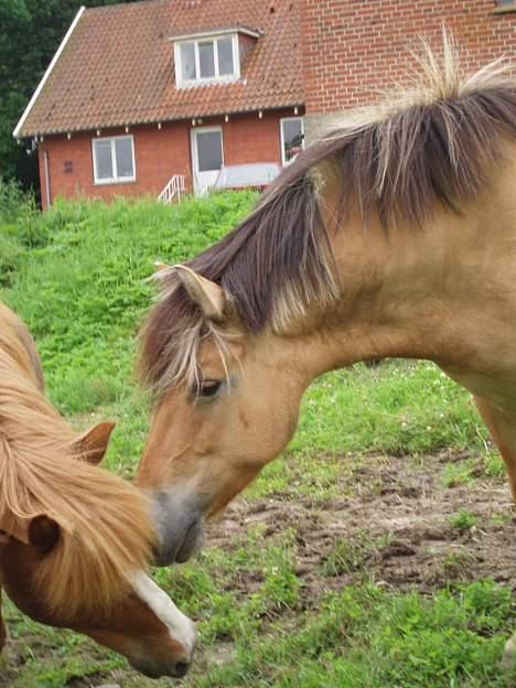 Fjordhest Stella - de er bar søde sammen <3 billede 15