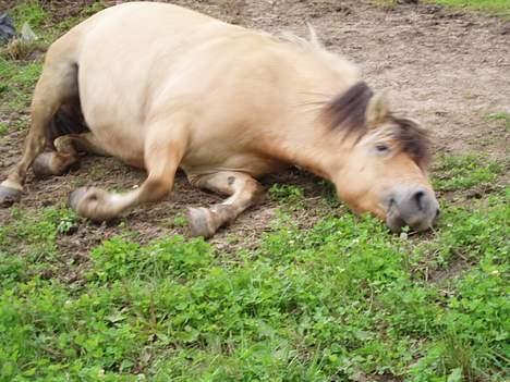 Fjordhest Stella - uhh.  det er dejligt at rulle sig . hva stella ? <3<3 billede 16