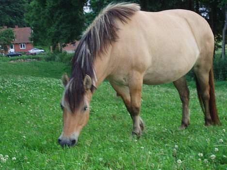Fjordhest Stella - hun er bare så dejlig ,! ;0) billede 17