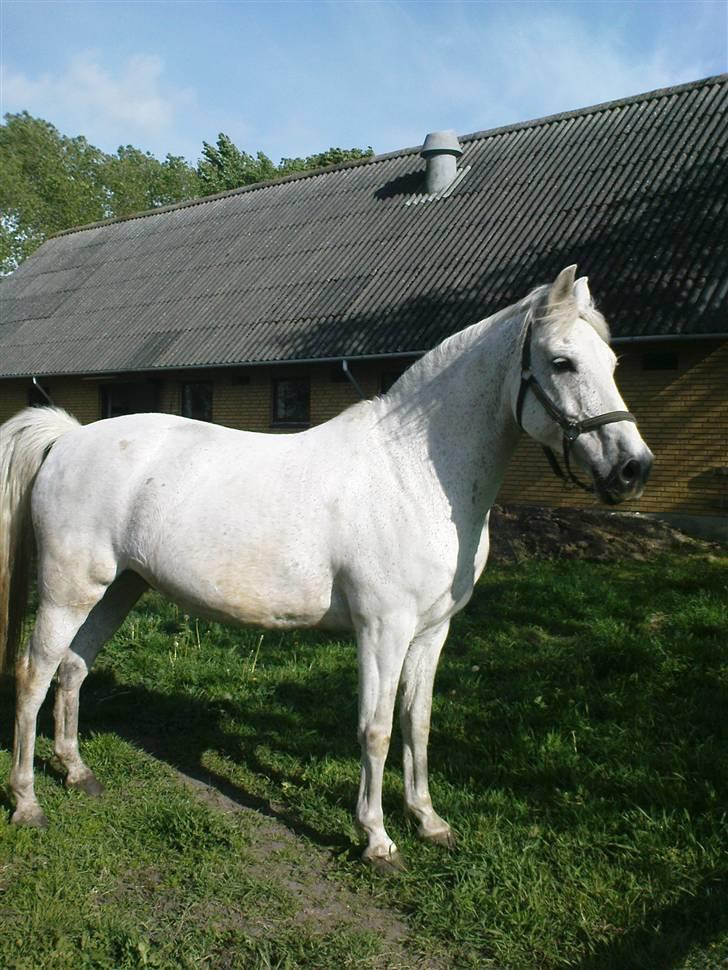Anden særlig race shadow - min dejlige hest..... billede 2